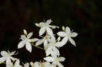 Largeleaf rose gentian